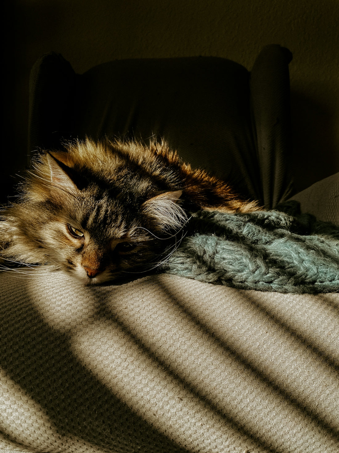 a cat laying on a couch with its head on a blanket