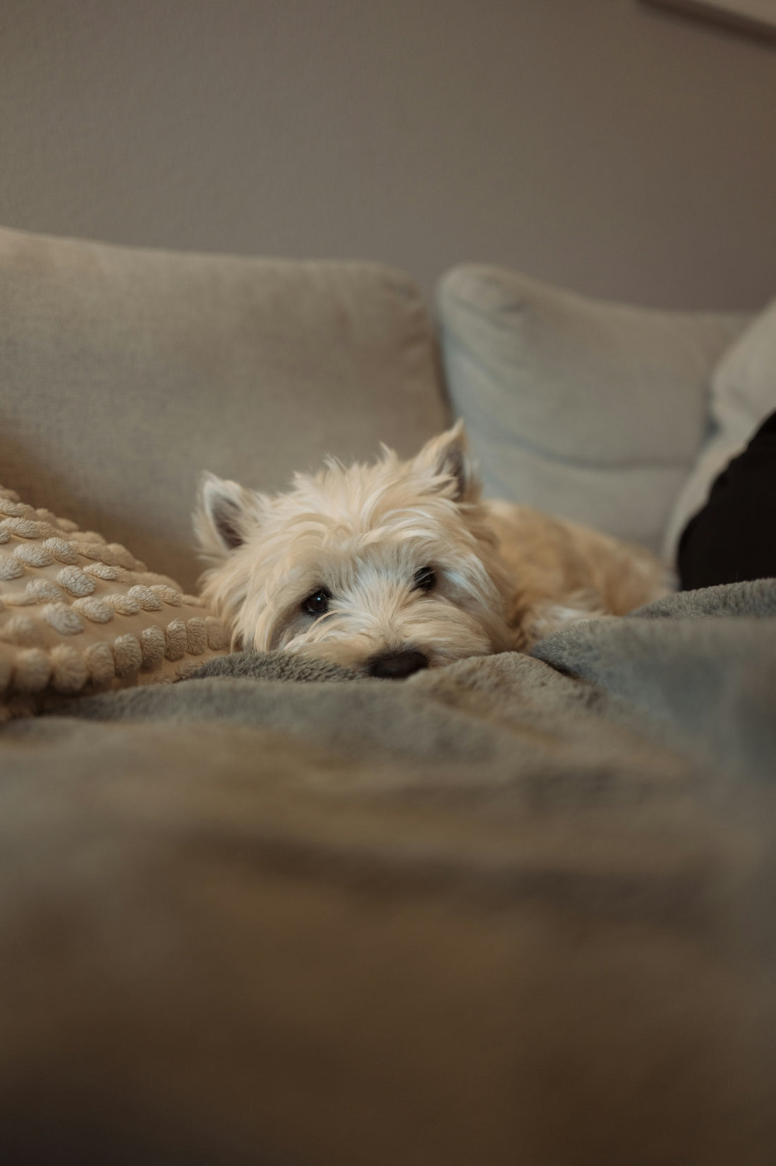 White terrier dog resting on a soft blanket.