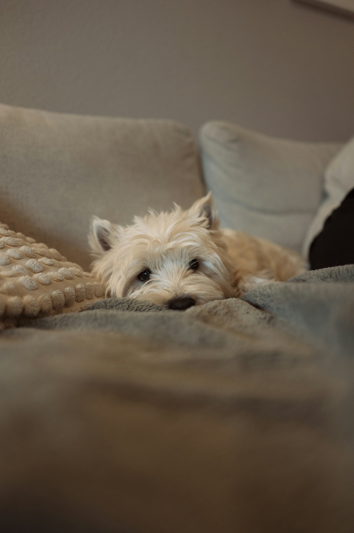 White terrier dog resting on a soft blanket.